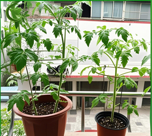 MQ Soporte de Hojas para Plantas 2026, Soporte para Flores, Soporte para Plantas Derribadas, Dirección del Crecimiento - Product Image 5