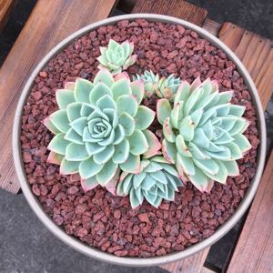 Đất bầu hỗn hợp Dung Nham Đá Núi Lửa đá cho đất sửa đổi cho làm vườn - Product Image 1