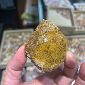 Coral Fósil Natural de Alta Calidad al por Mayor, Piedra de Jade Coral en Bruto para Decoración y Colección, Regalo para Amantes de los Minerales - Product Image 1