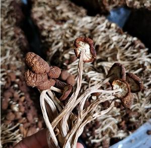 CHENGYITANG Champignons séchés Agrocybe <span class=keywords><strong>Aegerita</strong></span> & Cylindracea, champignons comestibles bruns cultivés naturellement, 1KG - Product Image 3