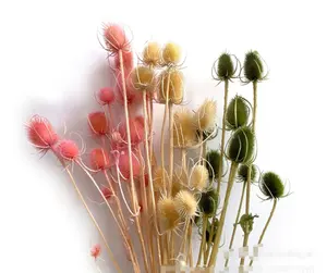 Tallos de cardo conservados para Arreglo y decoración de flores, Té seco