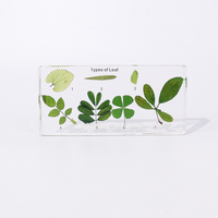 Spécimens de feuilles en résine acrylique hautement transparente pour taxidermie, jouets éducatifs pour l'enseignement