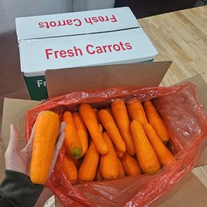 Carottes fraîches biologiques du Vietnam de haute qualité avec saveur naturelle sucrée pour les jus, les soupes, les collations et la distribution mondiale - Product Image 4