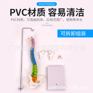 Modelo de Columna Vertebral Humana de 45 cm con Pelvis, Fémur, Coxis, Esqueleto de Columna Vertebral, Vértebras Lumbares y Cervicales, Modelo Osteopático - Product Image 5