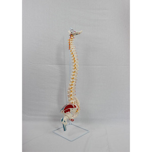 Modèle naturel de l'os occipital, des vaisseaux sanguins, de la ceinture pelvienne vertébrale, du fémur et des nerfs spinaux, y compris leur origine - Product Image 3