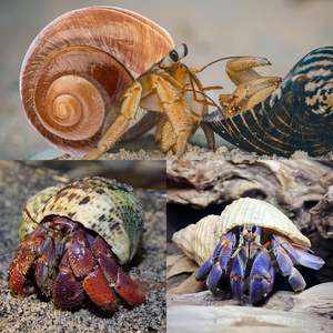 5 шт., ракушки для крабов-отшельников среднего и большого размера, 2,2 "-3,4", размер открывания 1,5 "-2", ракушки для краба-отшельника - Product Image 6