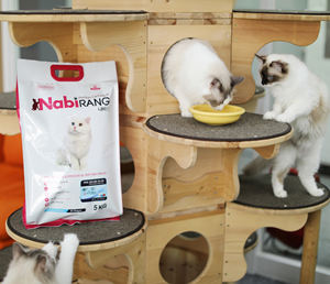 [NABIRANG] Alimento para Gatos 5kg Alto en Proteínas Hecho en Corea, Recompensa para Razas Pequeñas, Fortificado, para Gatos Exigentes, Control de Peso, Compra al por Mayor - Product Image 4