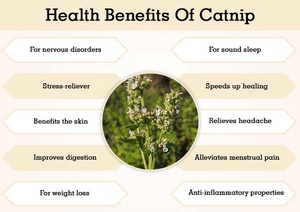 <span class=keywords><strong>Huile</strong></span> <span class=keywords><strong>Essentielle</strong></span> de Catnip (Nepeta Cataria) 100% Pure, Naturelle et Biologique, Fraîche, Thérapeutique, Prix en Gros, Cadeau <span class=keywords><strong>pour</strong></span> <span class=keywords><strong>Chat</strong></span>, Aromathérapie <span class=keywords><strong>pour</strong></span> Animaux, Spray - Product Image 2