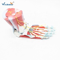 Modelo Anatómico de Músculos del Pie Humano, Tamaño Real, Músculos, Huesos y Ligamentos del Pie, Modelo para Enseñanza de Podología, CE/ISO/ROHS/CNAS