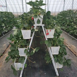 Gouttière de fraise en <span class=keywords><strong>PVC</strong></span> hydroponique à faible coût écologique pour serres agricoles Matériau PE pour l'utilisation des plantes - Product Image 4