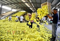 Séchoir à bande maillée automatique PLC personnalisé en usine pour la déshydratation des fleurs et des chrysanthèmes, haute efficacité, économie d'énergie