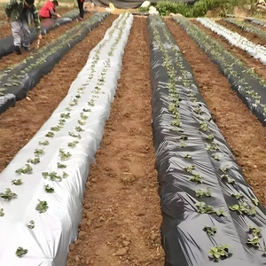 <span class=keywords><strong>Film</strong></span> Pacciamante in Plastica Premium Argento e Nero per Coltivazioni di Fragole e Cipolle - Product Image 2