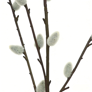4 Stiele Künstliche Weidenzweige Dekorative Zweige für Frühlings-Blumenarrangements und Dekoration - Product Image 3