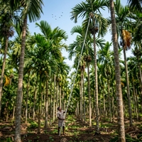 Palo para Recoger Frutas de 6 Metros / Palos para Cosecha de Coco de 60 Pies / Palos para Cosecha de Aceite de Palma / Cosechador de Coco / Palos para Cosecha de Nuez de Areca