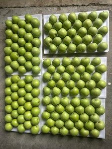 Semi di Loto Freschi dal Vietnam, Acquisto all'Ingrosso, Prezzi Competitivi, Esportazione di Prodotti Agricoli - Product Image 4