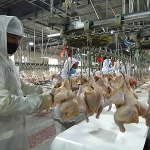 Qingdao Raniche turchia impianto di lavorazione macello Mobile per la vendita piedi macchina per sbucciare la produzione di pollo