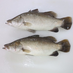 แช่แข็ง <span class=keywords><strong>Barramundi</strong></span> ทั้งหมดรอบ - Product Image 1