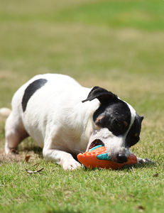 Nueva llegada al por mayor mascota perro TPR cocodrilo sonido masticar dientes limpieza masticar Juguetes Para cachorro - Product Image 4