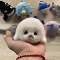 Porte-clés en peluche phoque mignon, boule moelleuse, poupée rembourrée en coton PP doux, animal marin, breloque de sac, jouet en peluche pour machine à griffes