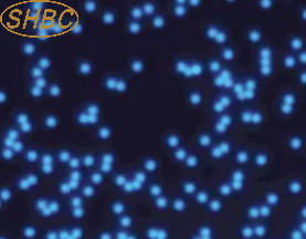 Monodisperse Blue carboxyl microspheres ชุดเครื่องแบบขนาดอนุภาคสำหรับการทดสอบการไหลด้านข้าง immobilizationandlaboratoryresearch - Product Image 2