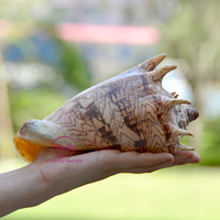 Gros Scorpion escargot coquille Aquarium décoration coquille conque artisanat méditerranéen coquillage couleur naturelle bricolage artisanat à la main
