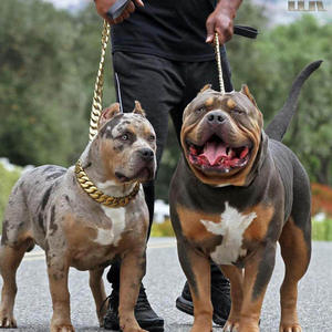 <span class=keywords><strong>Collar</strong></span> de Perro de Acero Inoxidable Dorado de 32 mm de Grosor, <span class=keywords><strong>Collar</strong></span> Antiladridos Resistente para Bulldog Grande - Product Image 5