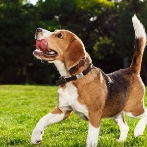 Etiquetas de Metal de silicona sin ruido para mascotas para grabar Collar de perro silencioso Acero inoxidable gatos personalizado deslizante en etiqueta de identificación de mascotas - Product Image 6