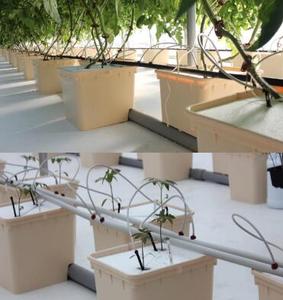 Sistema de Riego Hidropónico y Cultivo Hidropónico en Cubeta a Precio Económico, Fabricante de Plantas Hidropónicas para Jardinería Interior de China - Product Image 6