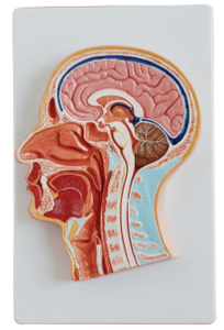 Modèle de <span class=keywords><strong>nerf</strong></span> vascularisé BIX-A1065, mannequin, section sagittale centrale, tête attachée, PVC avancé, taille réelle, toucher réaliste - Product Image 2