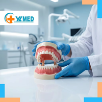 Vente en gros de modèles dentaires YL Medical Science en résine/PVC, couronnes dentaires humaines, examen parodontal, préparation de cavités, permanents, CE/ISO