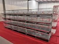 Cage d'élevage pour poussins d'un jour, conçue pour les fermes avicoles