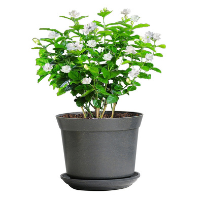 Best Seller Eco-friendly Flower Pot Bamboo fiber Flower Pot for growing plants