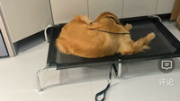 Lit de chien portable surélevé - Lit de chien pliable et lavable pour l'extérieur