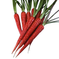 Variedad Híbrida de Zanahoria Confiable para Agricultura Profesional, Ofrece Cosecha Uniforme, Alto Rendimiento, Excelente Valor de Mercado, 99% de Pureza