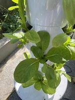 Système de culture hydroponique d'intérieur à 5 étages, kit de jardinage vertical sans terre pour légumes avec pompe
