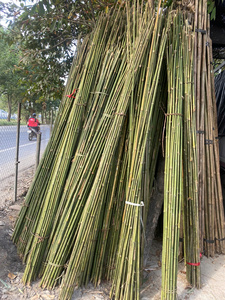 Heavy Duty <b>Bamboo</b> Garden Stakes for Tomato Plant Support Eco Friendly Dried <b>Bamboo</b> <b>Canes</b> for Agriculture Use - Product Image 4
