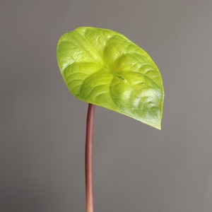 Foglie di Loto Artificiali all'Ingrosso - Steli di <span class=keywords><strong>Ninfea</strong></span> Finta Realistiche al Tatto per Composizioni Floreali, Decorazioni per la Casa e Matrimoni - Product Image 6