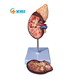Modelo de sistema urinario de 2 partes de ciencia médica para uso en enseñanza, herramientas de clase, modelo de anatomía renal humana - Product Image 4