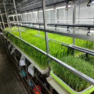 barley grass growing room seed sprouting for animal horse cattle cow sheep chicken feed