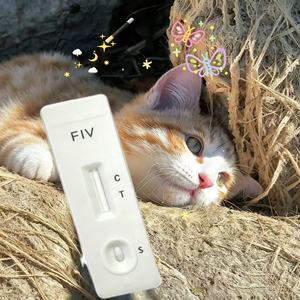 Kit de Prueba Rápida FCOV para Gatos, Uso Doméstico, el Mejor para Veterinarios, Equipo de Diagnóstico <span class=keywords><strong>Veterinario</strong></span> - Product Image 3
