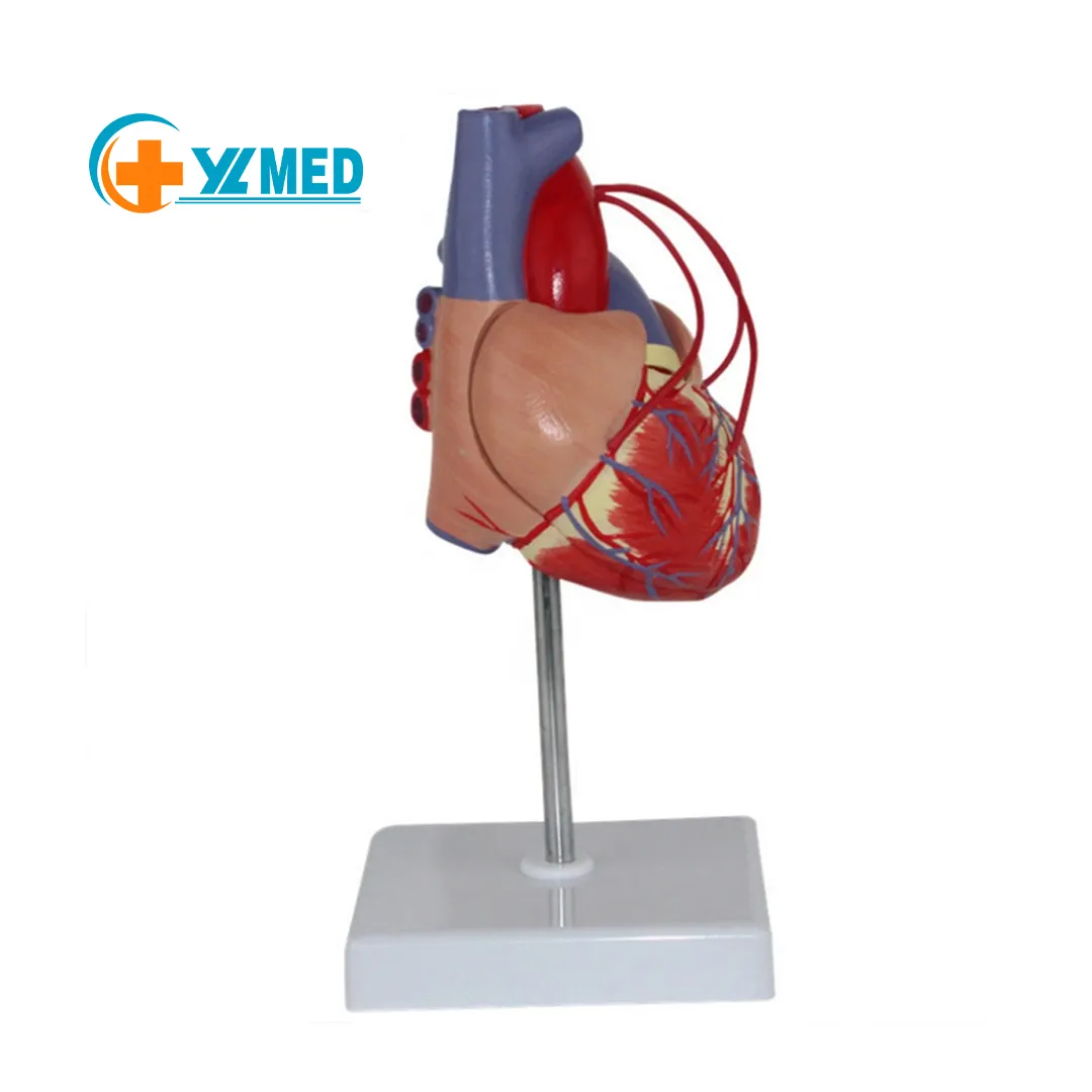 Scienza medica modello di anatomia umana materia di risorse didattiche cuore umano bypass formazione modello didattico