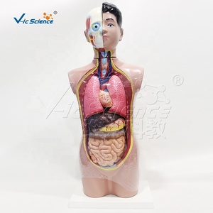 Modelo de <span class=keywords><strong>Cuerpo</strong></span> Juvenil Profesional de 9 Piezas para Demostración en Ciencias Médicas y Exhibición en <span class=keywords><strong>el</strong></span> Aula - Product Image 2