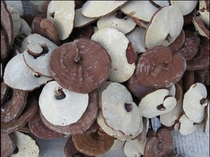 Органический дикий Lingzhi Ganoderma капсульный напиток для здоровья кофе, оптовая продажа высококачественных продуктов, ломтики гриба Рейши - Product Image 3