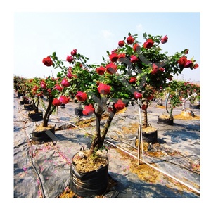 HOKBG vente en gros <span class=keywords><strong>pas</strong></span> <span class=keywords><strong>cher</strong></span> prix sac de culture pour <span class=keywords><strong>jardinière</strong></span> robuste Sacs de jardinage tissés avec poignées-Grobag, growbag - Product Image 1