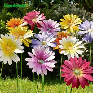 In metallo multicolore <span class=keywords><strong>margherita</strong></span> picchetti da 6 Pack per Patios bordi Patios giardino giardino giardino <span class=keywords><strong>margherita</strong></span> pali da giardino - Product Image 4