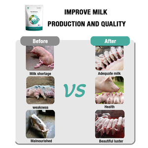 Poudre Végétale Noire Probiotique Acides Aminés Vitamines Qualité Alimentaire Améliore la Détoxification Hépatique l'Immunité et l'Engraissement Rapide pour Porcs - Product Image 6