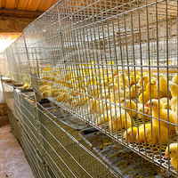Nouveau système de cages à poussins empilables de type H, solution d'équipement commercial d'élevage de volailles pour le projet d'élevage de poussins, galvanisé