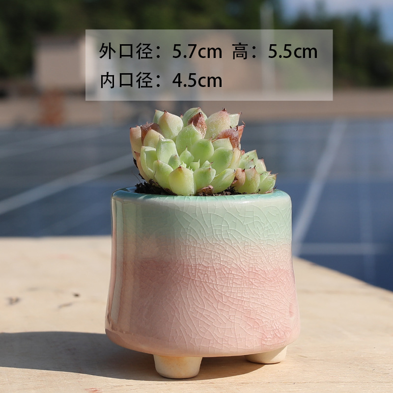 Petite taille rose vert-arc-en-ciel