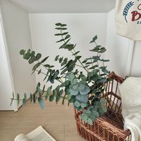Vente en gros de feuilles d'eucalyptus artificielles en soie à longues tiges, branche unique pour arrangements floraux DIY, verdure artificielle au toucher réel