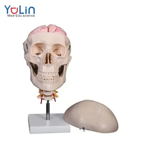 Custom Design Torso Modell Menschliches Skelett Modell Schädel band 8-teiliges Gehirn und Halswirbel säule Modell Modelo Anatomico